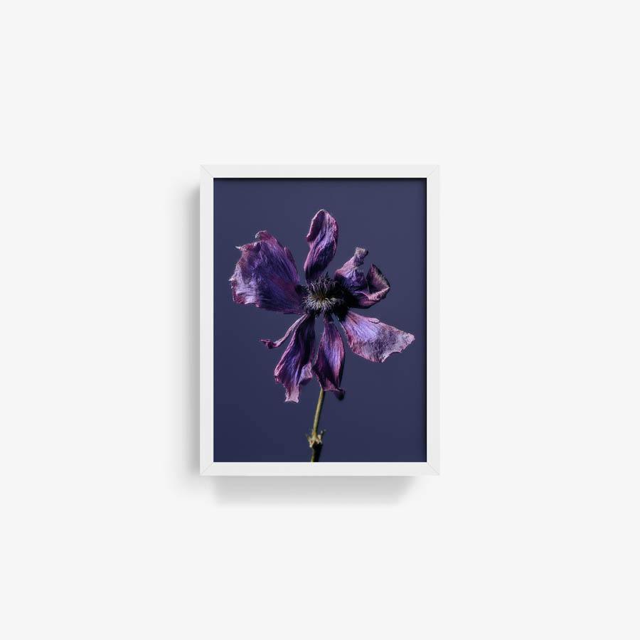 Anemone, Photography  by  Anemone Tappan