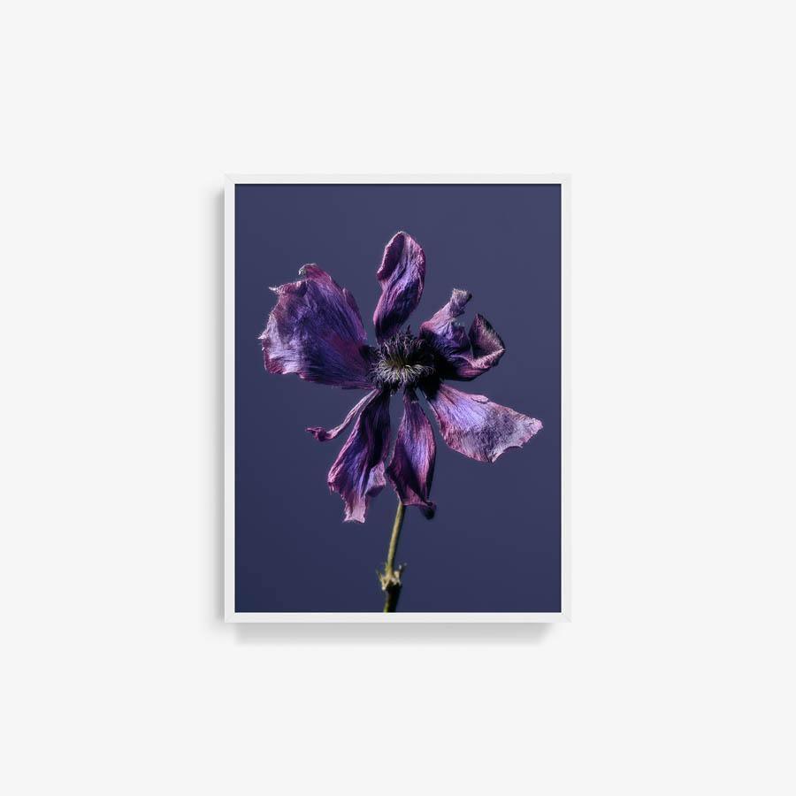 Anemone, Photography  by  Anemone Tappan