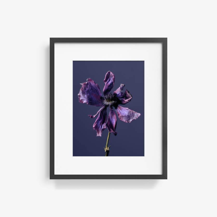 Anemone, Photography  by  Anemone Tappan