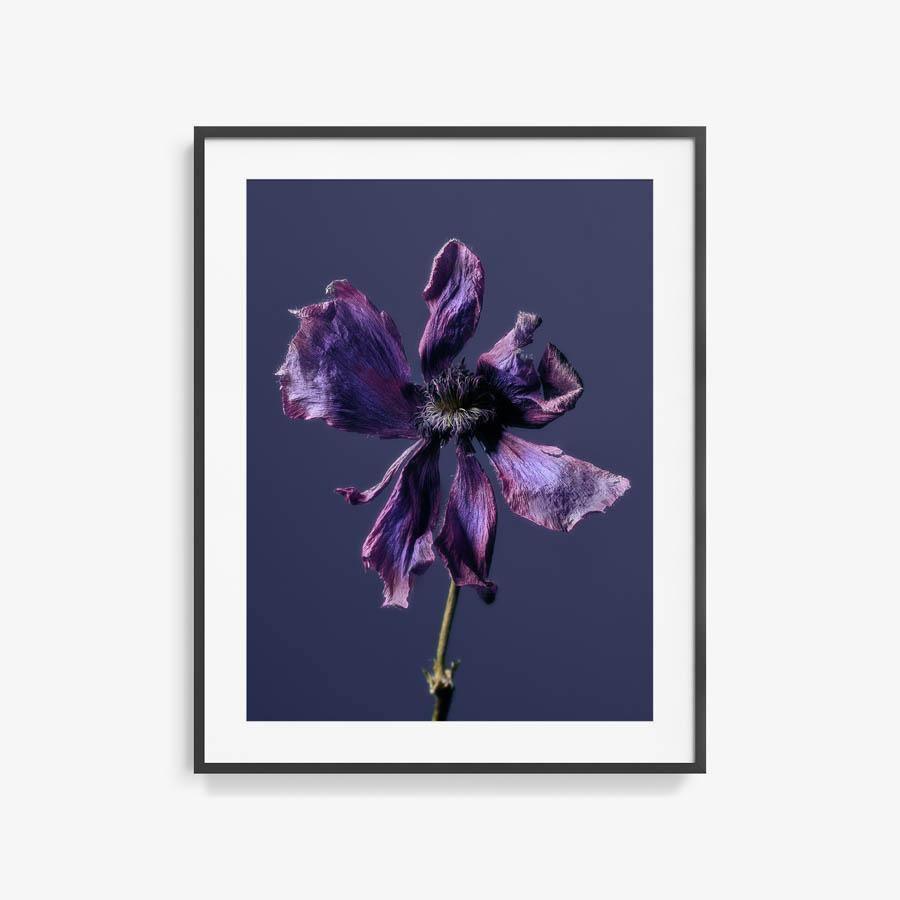 Anemone, Photography  by  Anemone Tappan