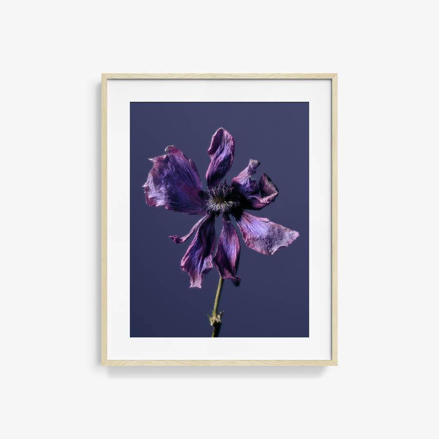 Anemone, Photography  by  Anemone Tappan