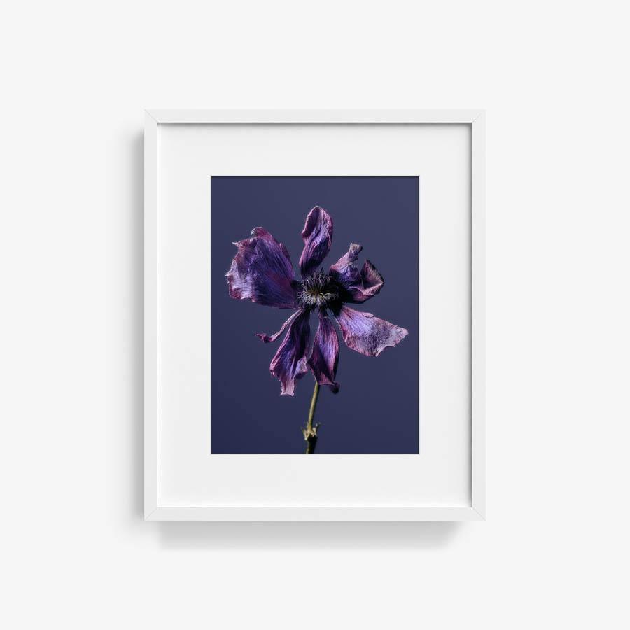 Anemone, Photography  by  Anemone Tappan