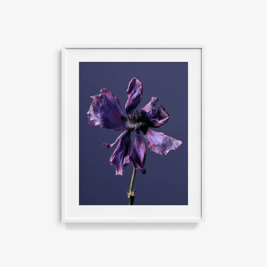 Anemone, Photography  by  Anemone Tappan