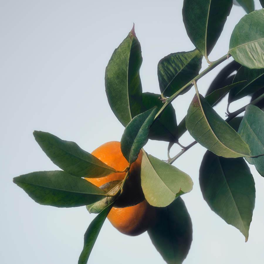 Citrus 2 , Photography by Citrus 2 Tappan