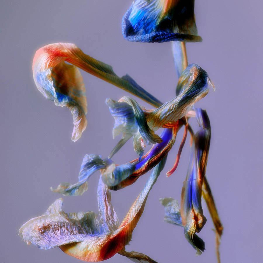 Iris , Photography by Iris Tappan