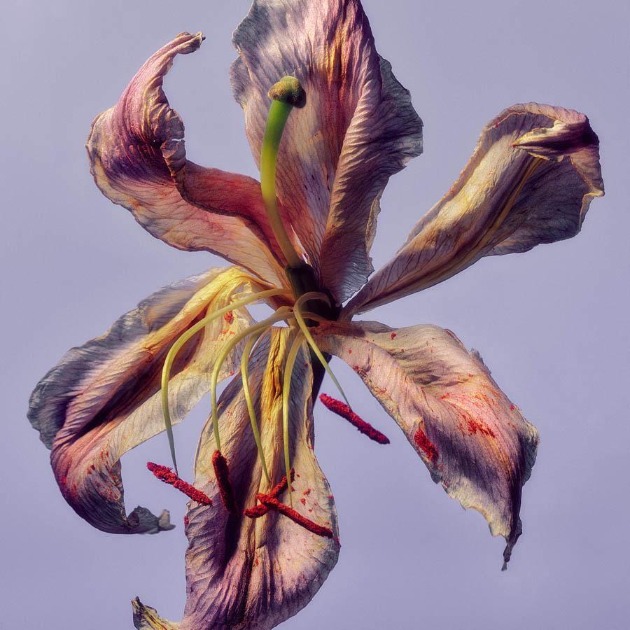 Photography by Jacques Brun