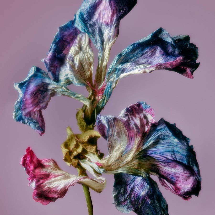 Malva - La Grande Mauve , Photography by Malva - La Grande Mauve Tappan