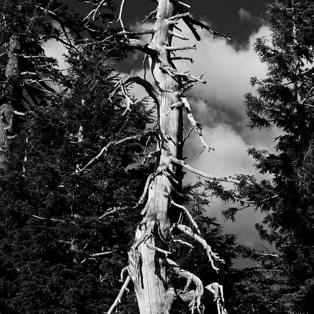 Life and Death, Photograph  by  Life and Death Tappan