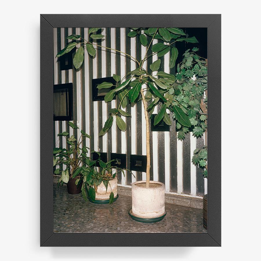 Condesa, Photograph  by  Condesa Tappan