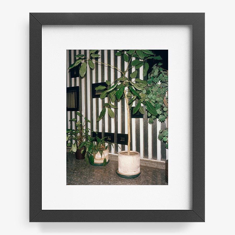 Condesa, Photograph  by  Condesa Tappan