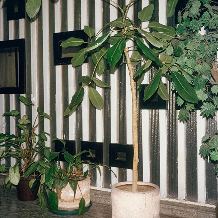 Condesa, Photograph  by  Condesa Tappan
