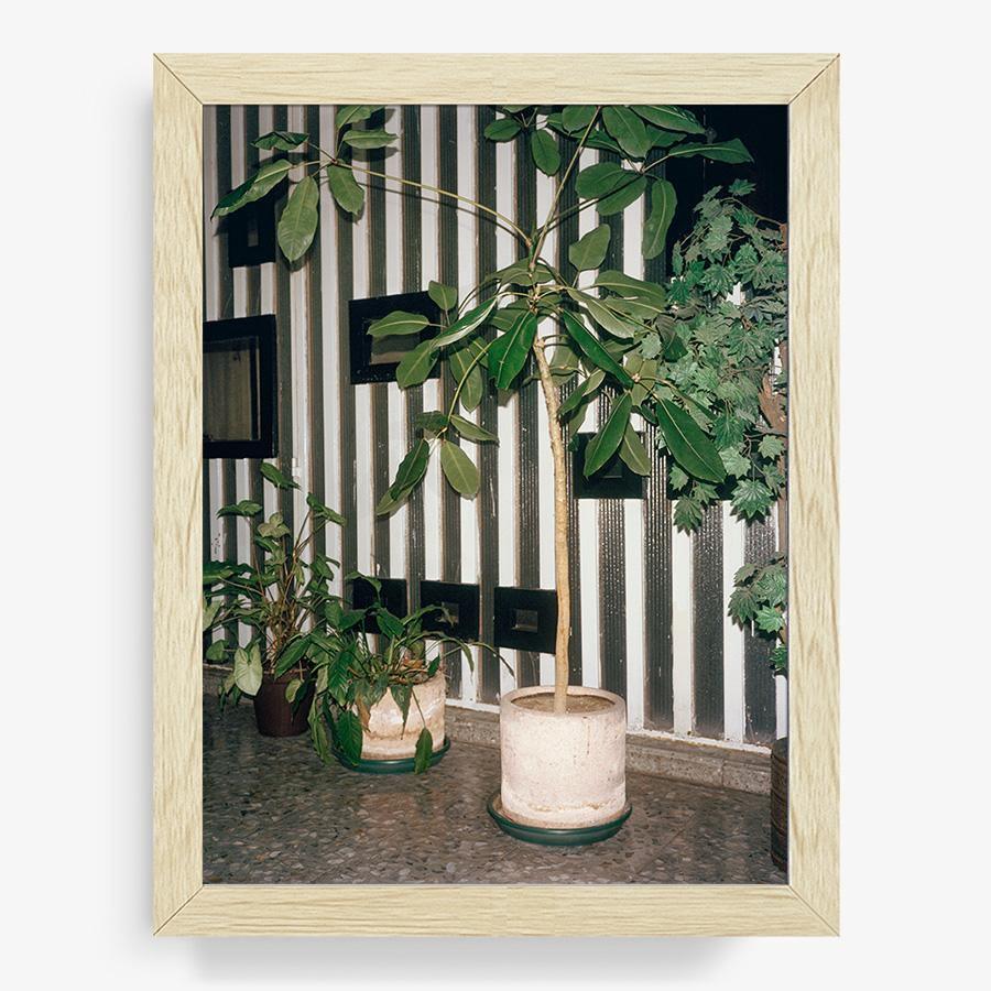Condesa, Photograph  by  Condesa Tappan