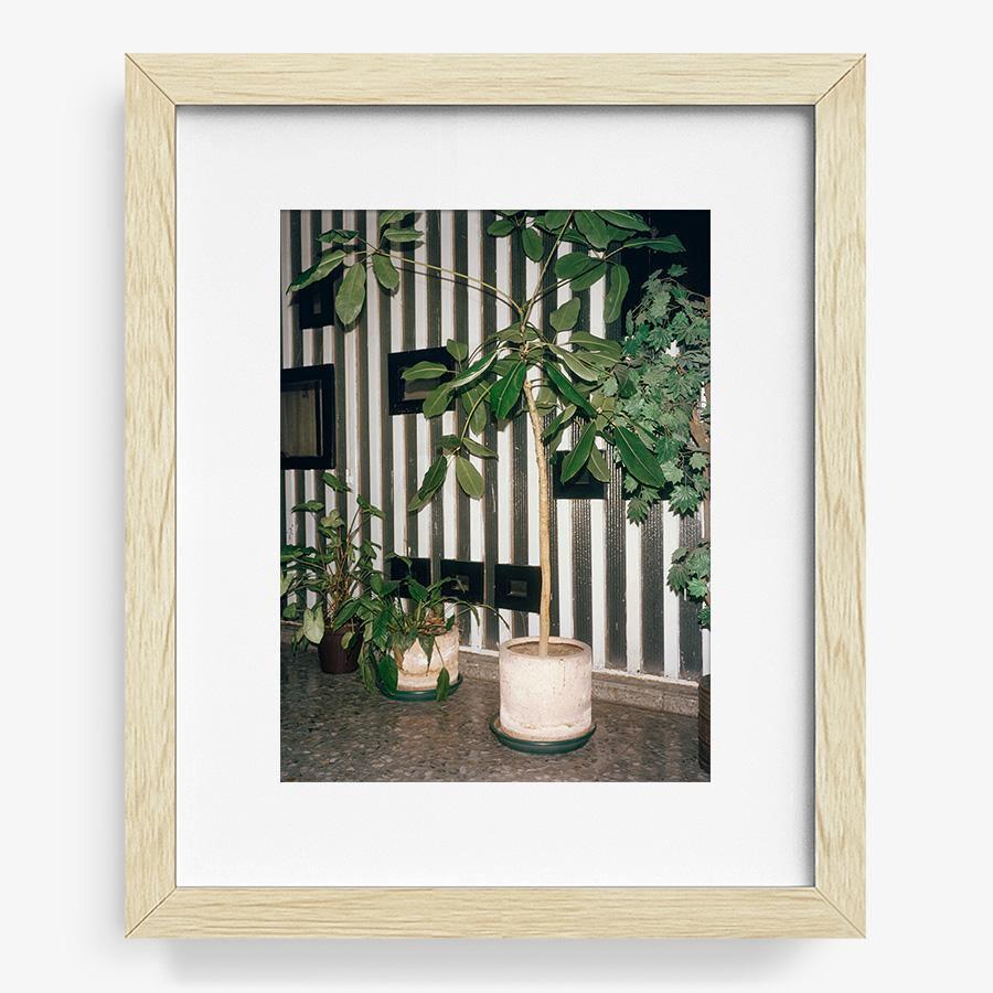 Condesa, Photograph  by  Condesa Tappan