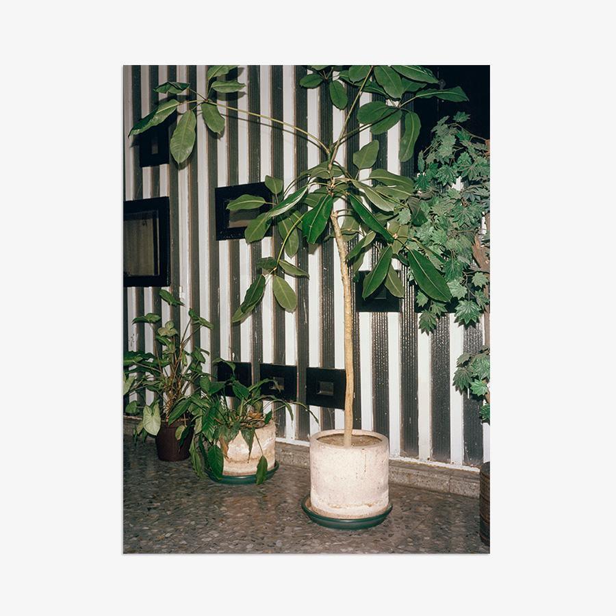 Condesa, Photograph  by  Condesa Tappan