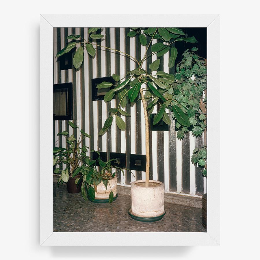 Condesa, Photograph  by  Condesa Tappan