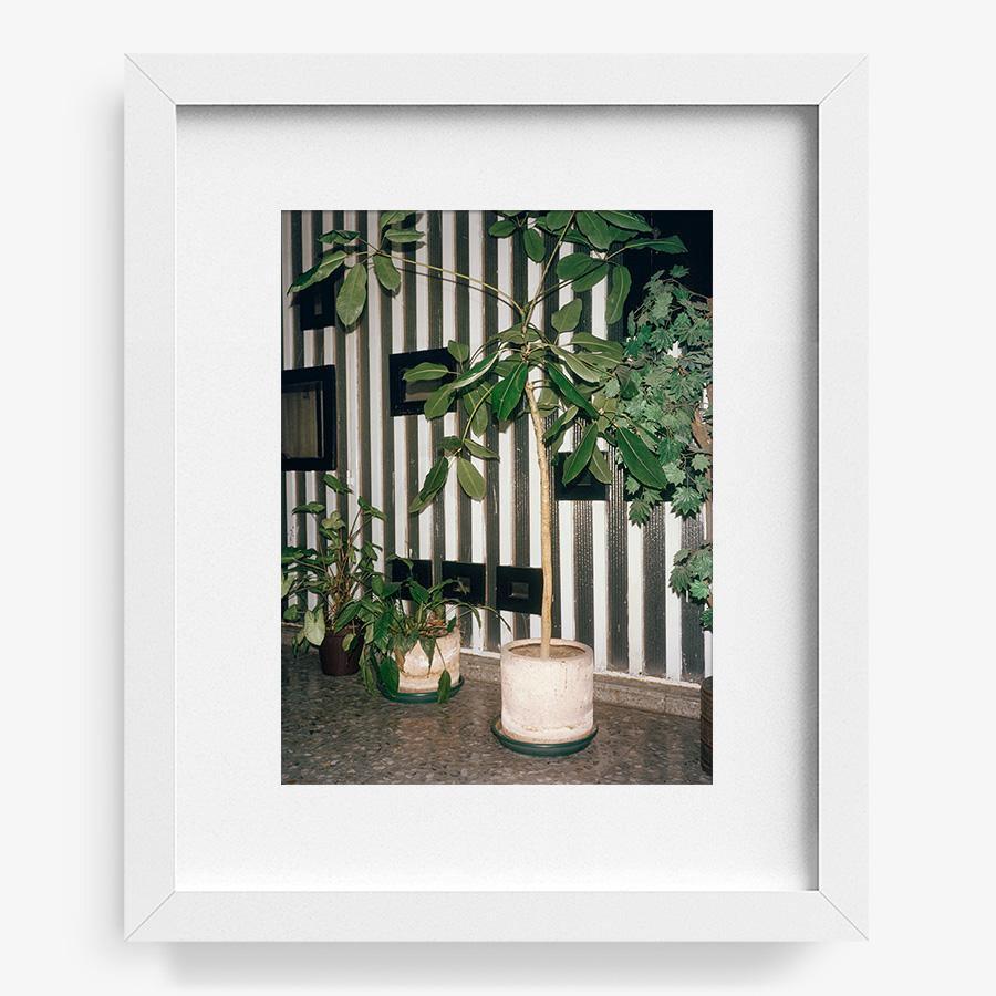 Condesa, Photograph  by  Condesa Tappan