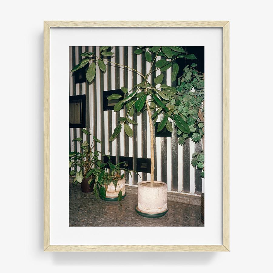 Condesa, Photograph  by  Condesa Tappan