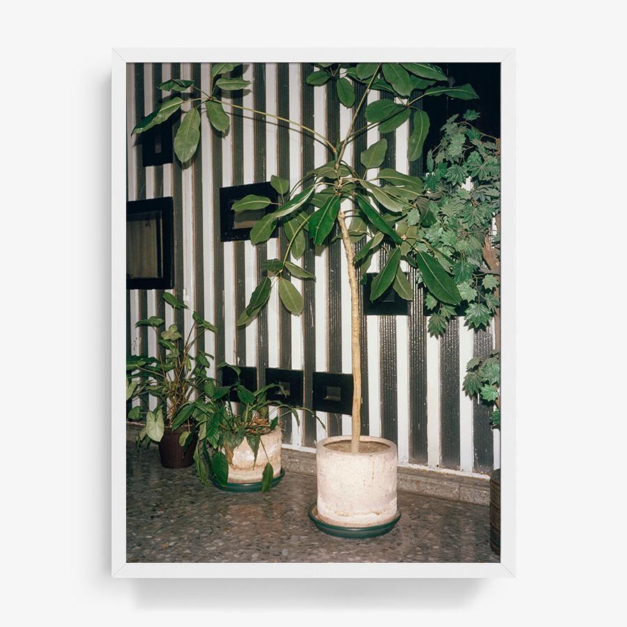 Condesa, Photograph  by  Condesa Tappan