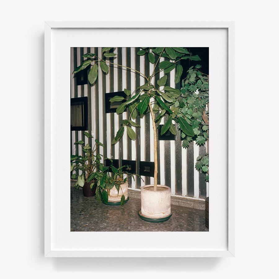 Condesa, Photograph  by  Condesa Tappan