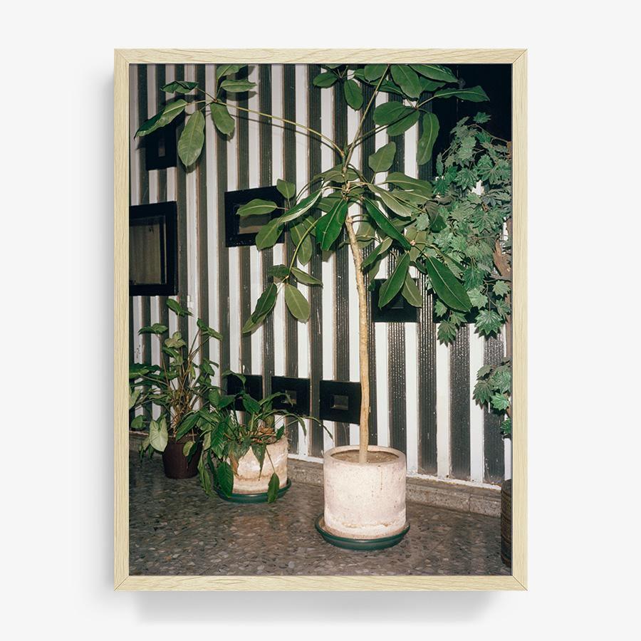 Condesa, Photograph  by  Condesa Tappan