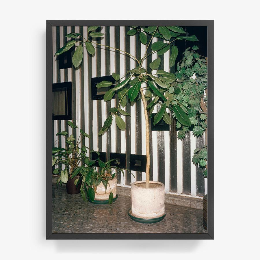 Condesa, Photograph  by  Condesa Tappan