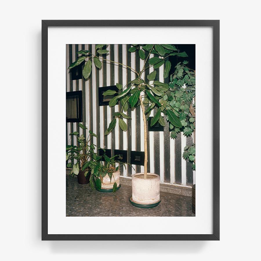 Condesa, Photograph  by  Condesa Tappan