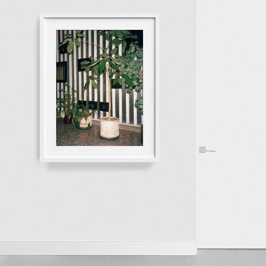 Condesa, Photograph  by  Condesa Tappan