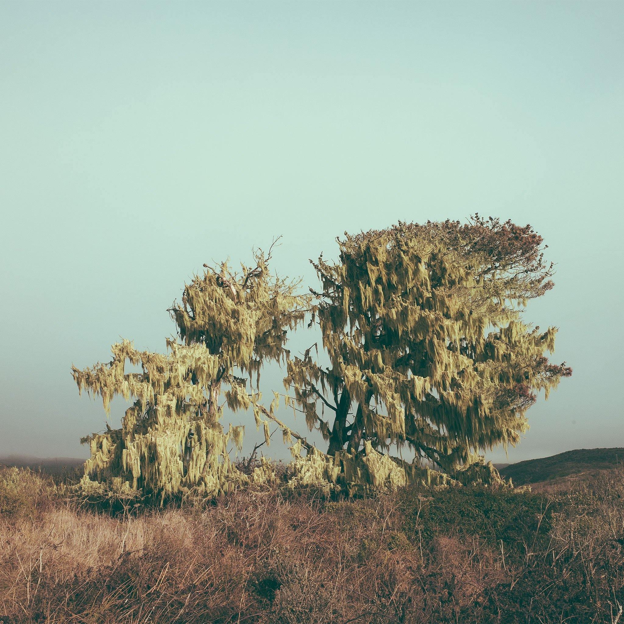 Point Reyes, Photograph  by  Point Reyes Tappan