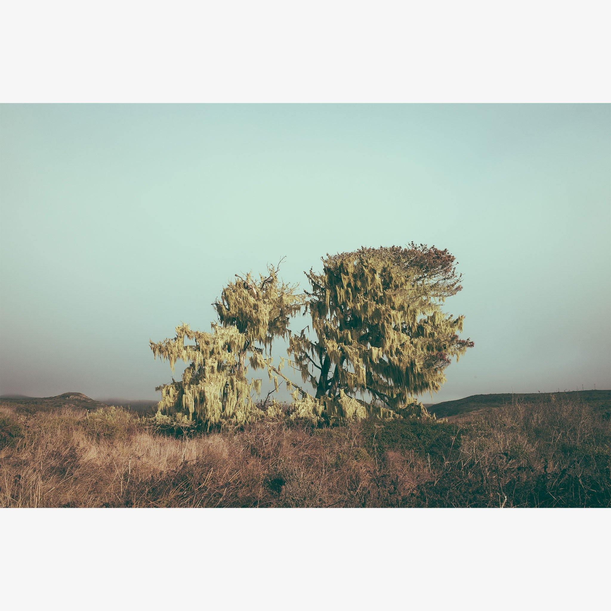 Point Reyes, Photograph  by  Point Reyes Tappan