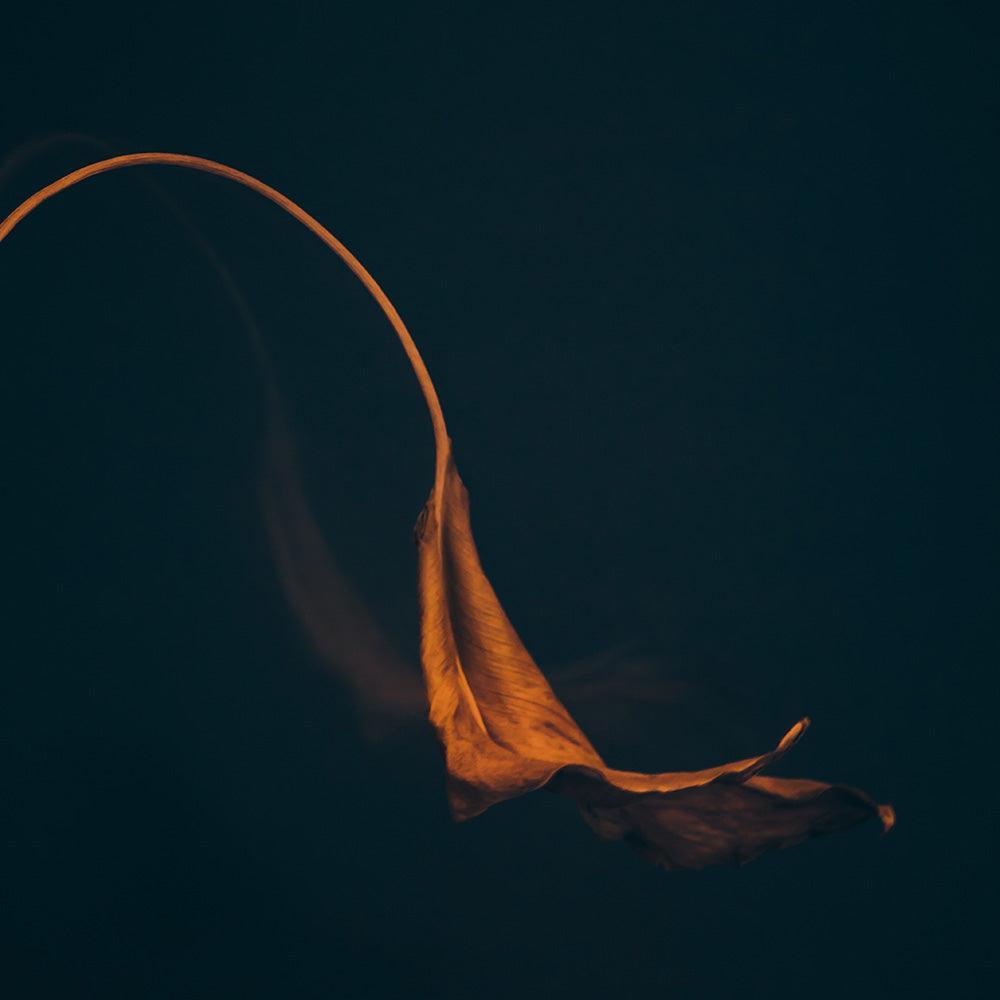 Photograph by Jan Prengel