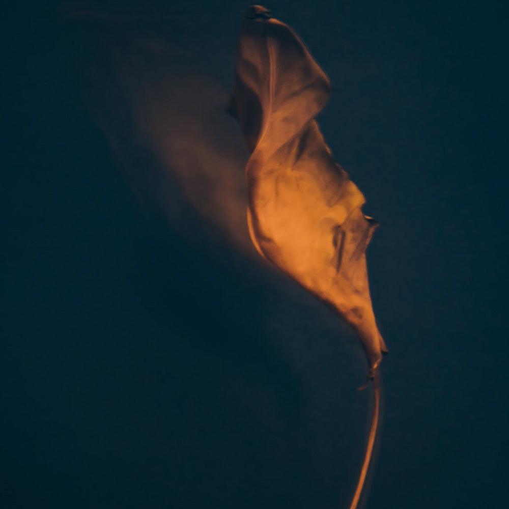 Photograph by Jan Prengel