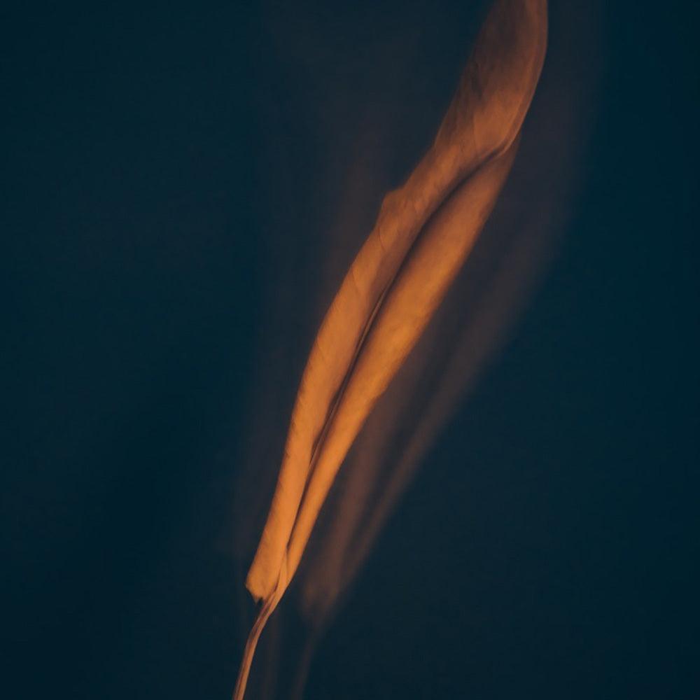 Photograph by Jan Prengel