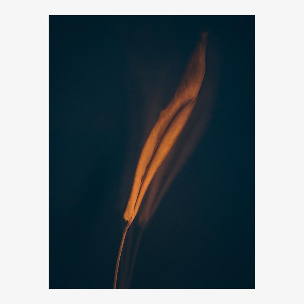 Photograph by Jan Prengel