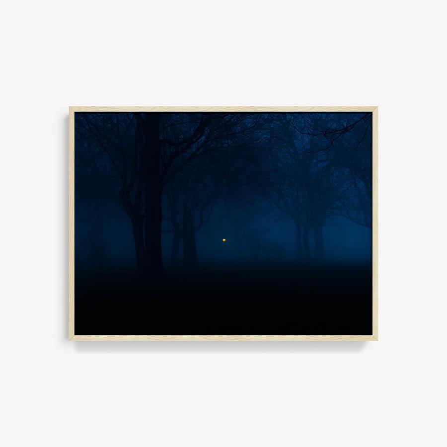 Untitled (Night Forest), Photography  by  Untitled (Night Forest) Tappan