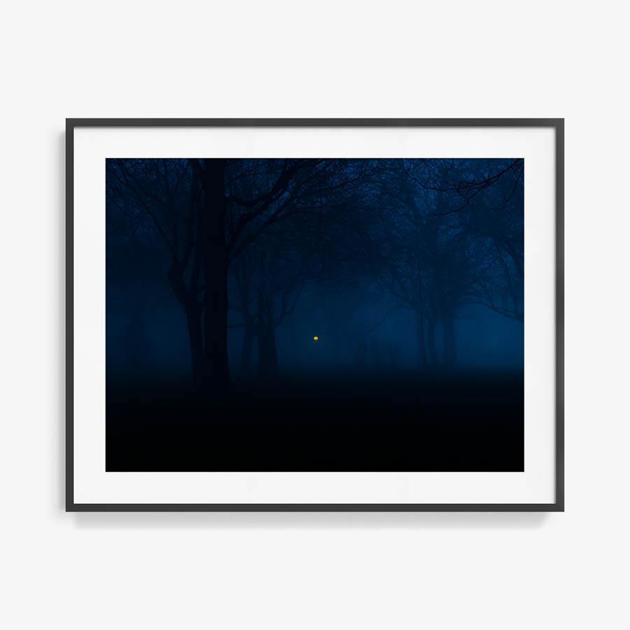 Untitled (Night Forest), Photography  by  Untitled (Night Forest) Tappan