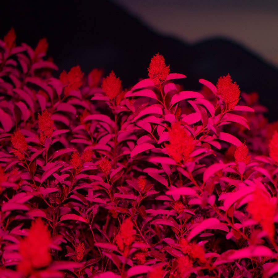 Untitled (Red Plant Scene) , Photograph by Untitled (Red Plant Scene) Tappan
