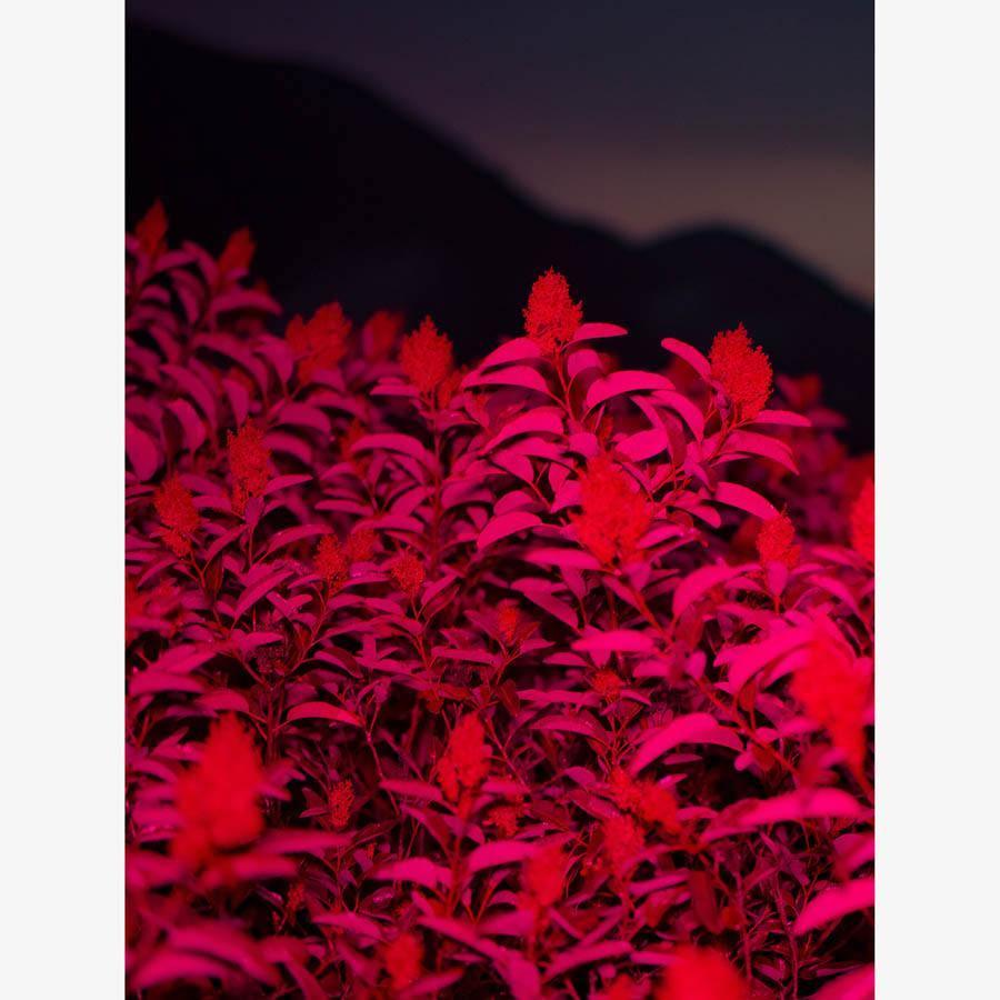 Photograph by Neil Kryszak