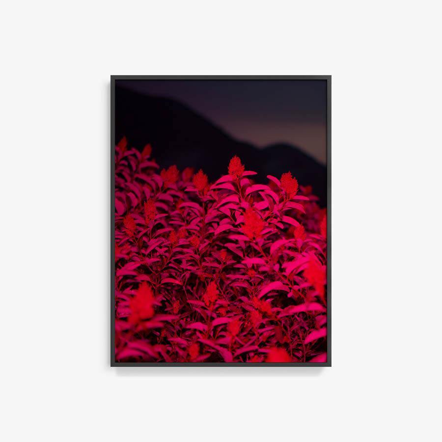 Untitled (Red Plant Scene), Photograph  by  Untitled (Red Plant Scene) Tappan