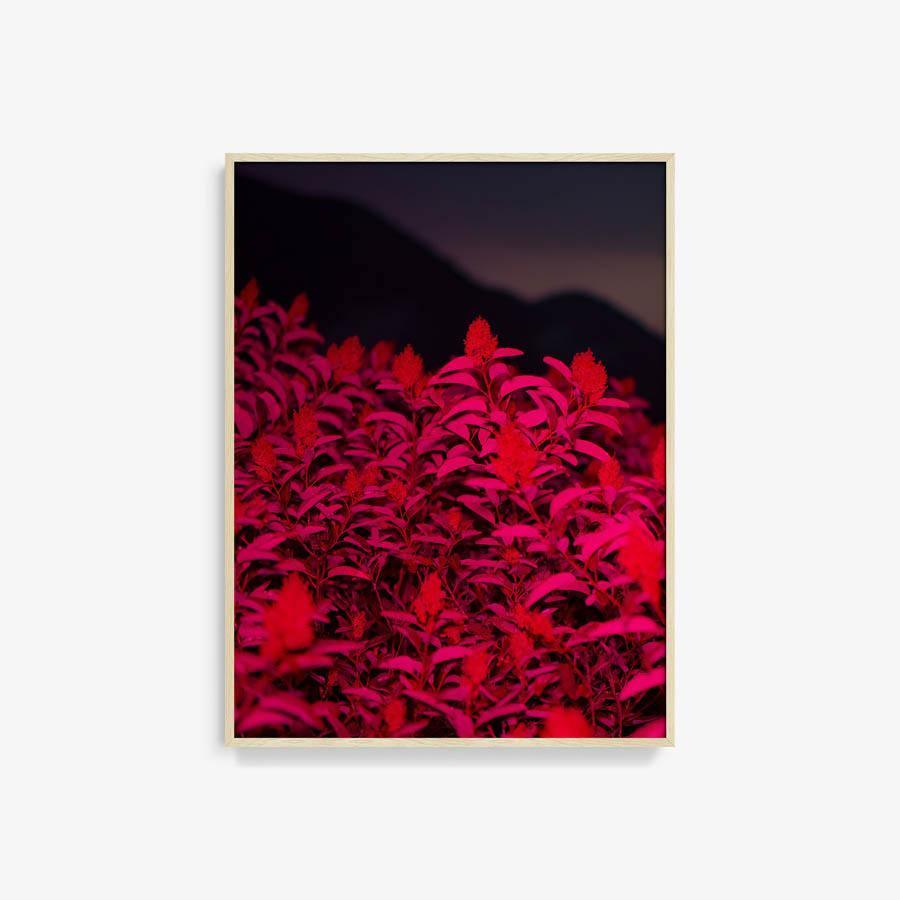 Photograph by Neil Kryszak