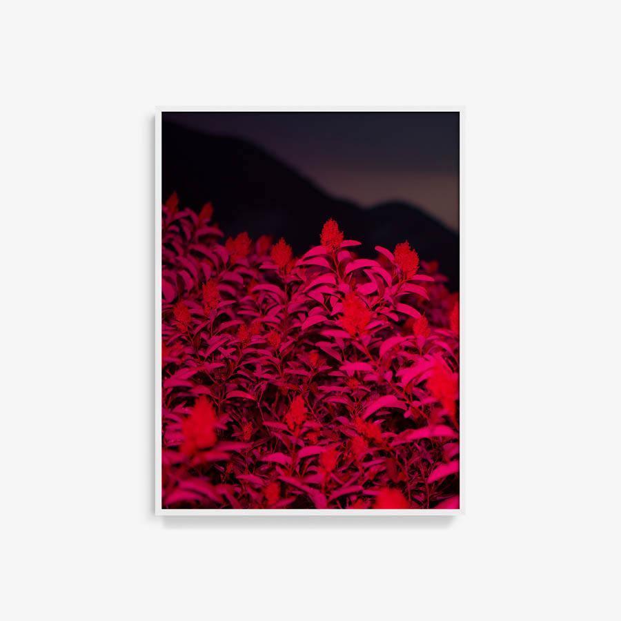 Photograph by Neil Kryszak