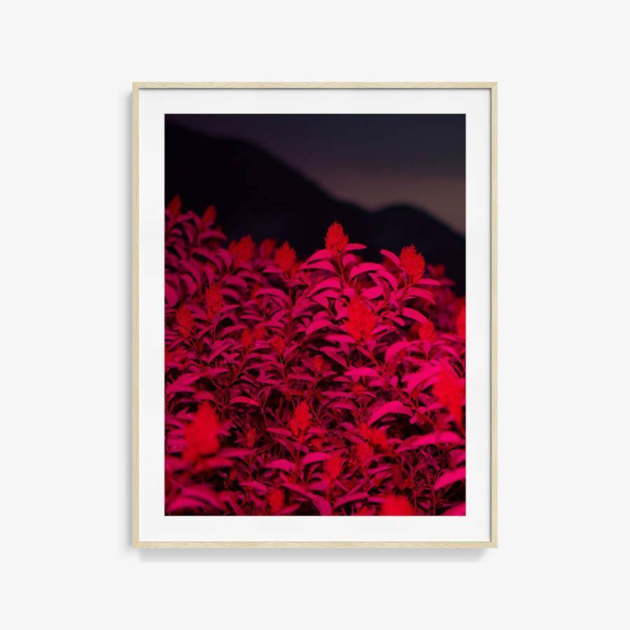Photograph by Neil Kryszak