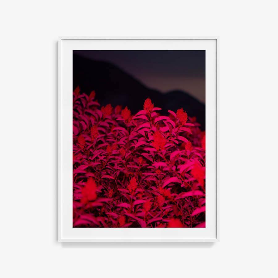 Photograph by Neil Kryszak