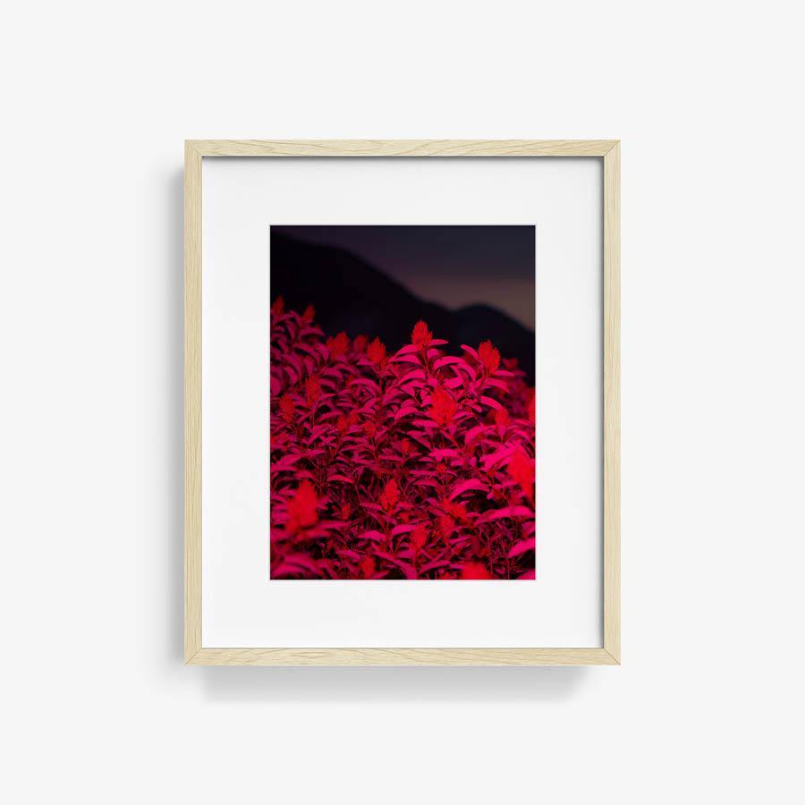 Untitled (Red Plant Scene), Photograph  by  Untitled (Red Plant Scene) Tappan