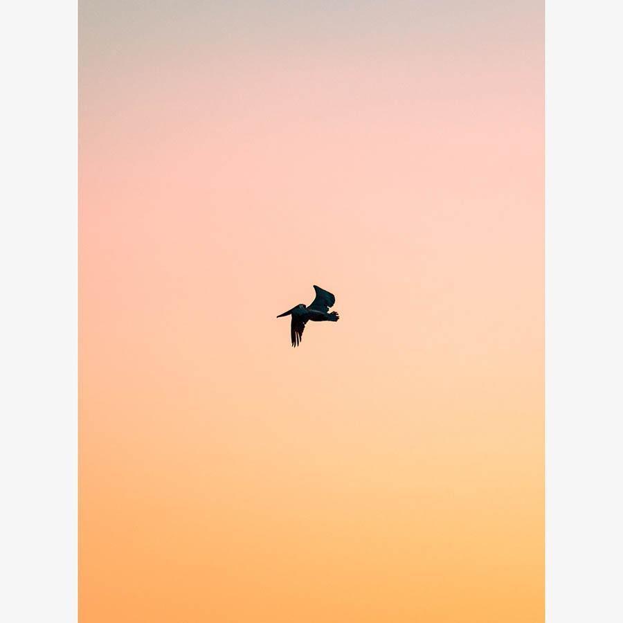 Untitled (Yellow Bird), Photograph  by  Untitled (Yellow Bird) Tappan