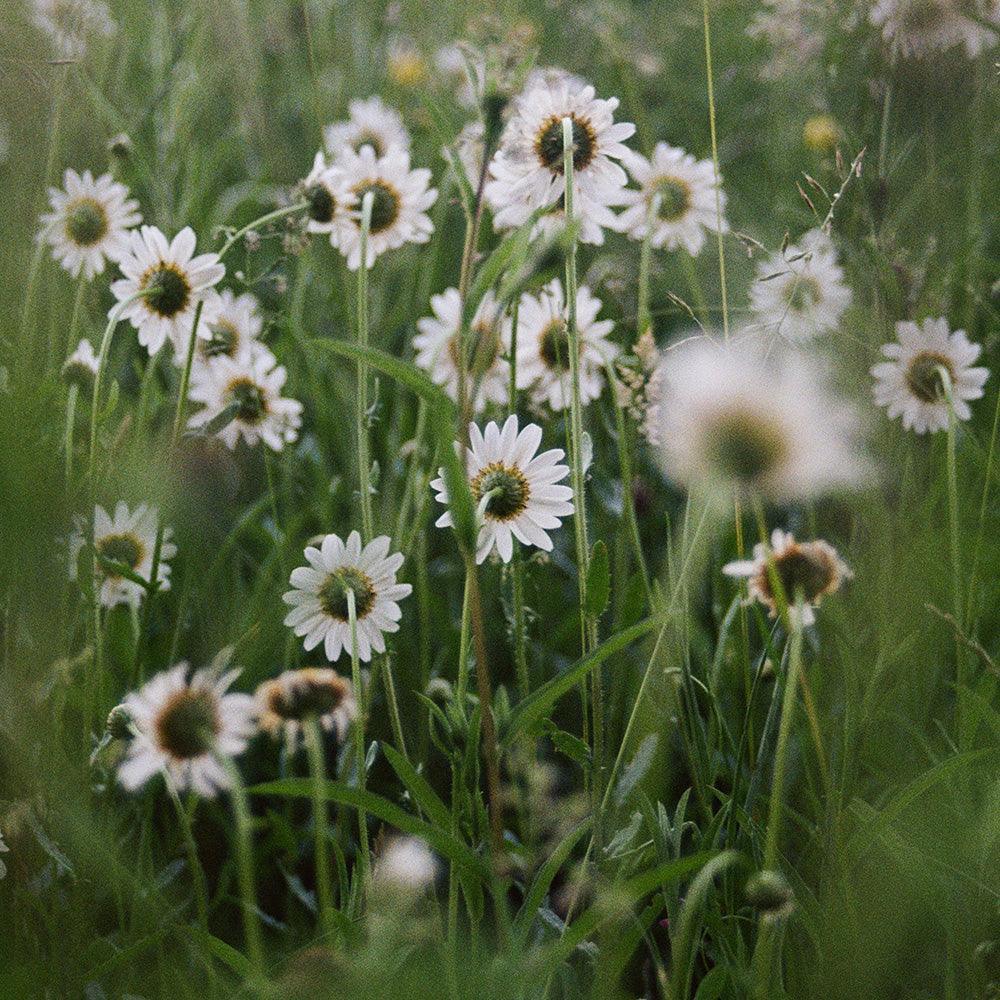 Photograph by Johanna Tagada Hoffbeck