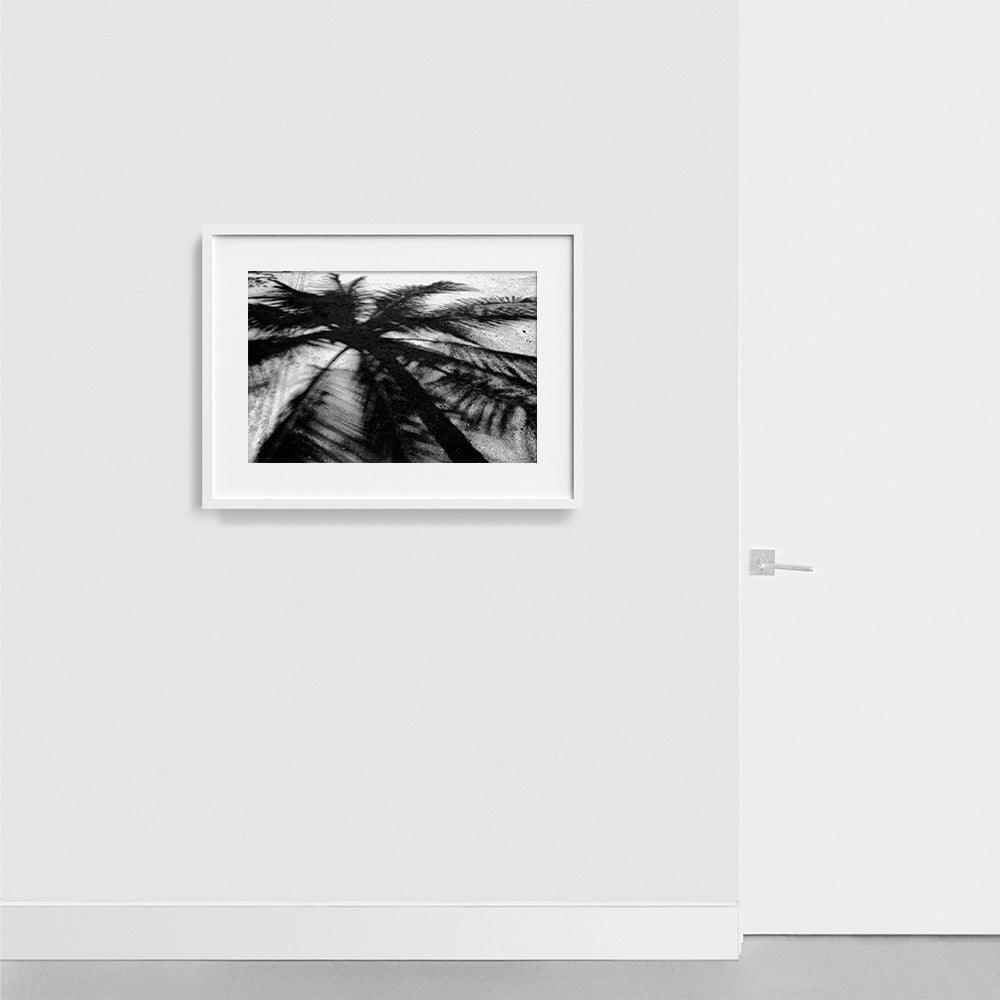 Palm Shadow , Photograph by Palm Shadow Tappan