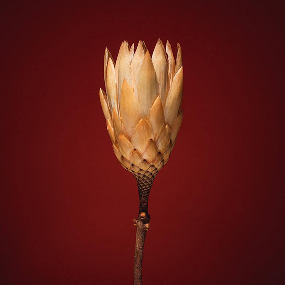 Photograph by Jan Prengel