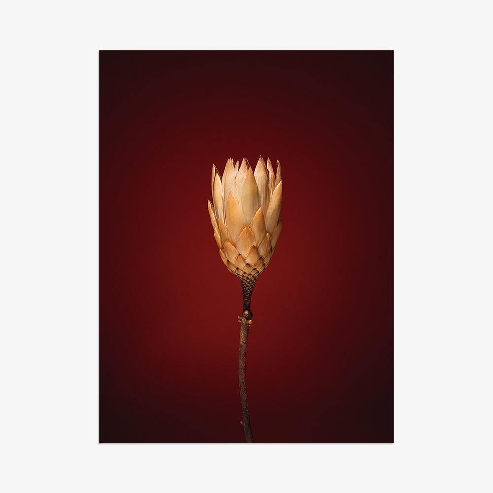 Photograph by Jan Prengel