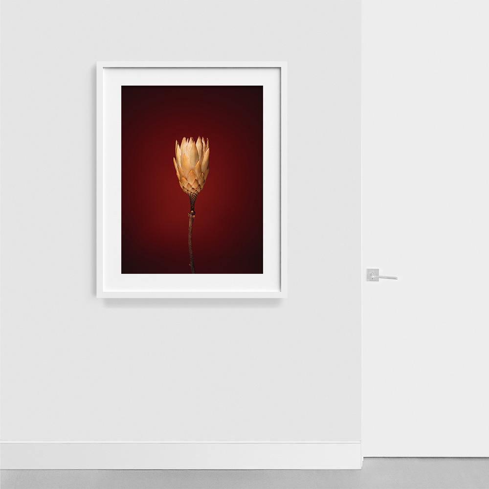 Plants from Space 03 , Photograph by Plants from Space 03 Tappan