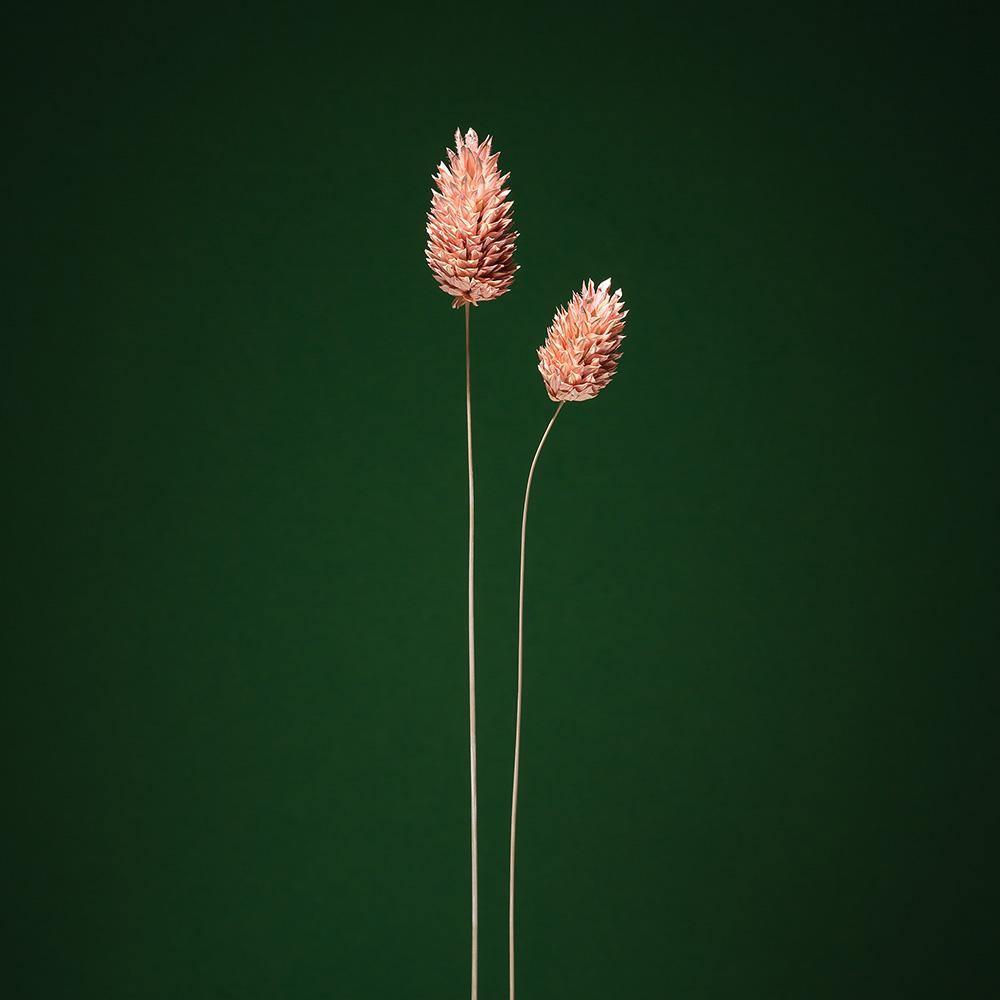 Photograph by Jan Prengel